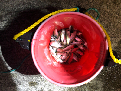 豆アジと豆サバ