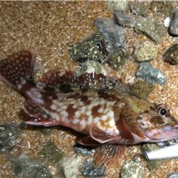 ガシリングぅ〜