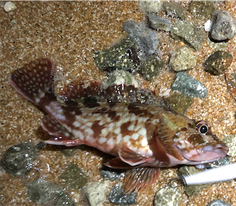 ガシリングぅ〜