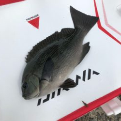 波止グレ釣り