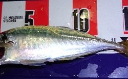 中豆数釣りわっしょい