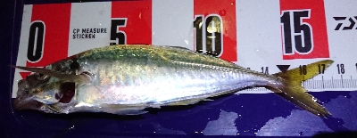 中豆数釣りわっしょい