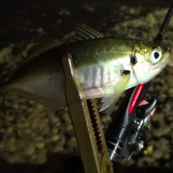 アジング練習 158