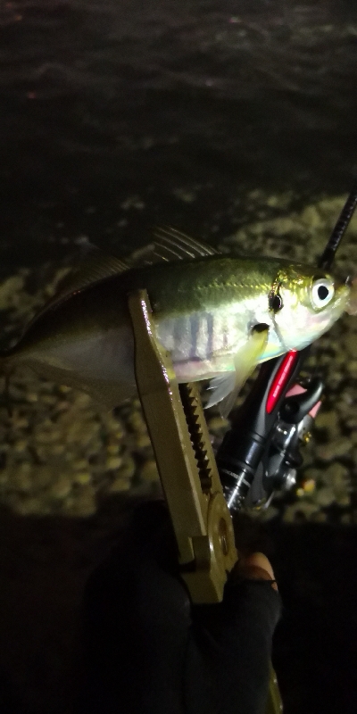 アジング練習 158