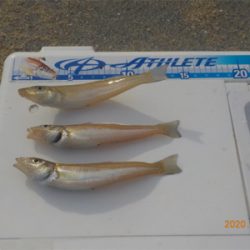 ピンギス絶好調