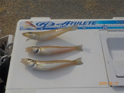 ピンギス絶好調