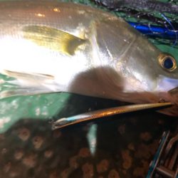 懲りずにバチシーバス