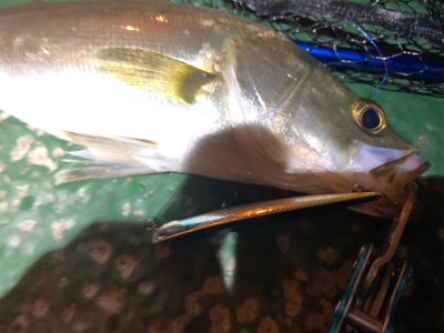 懲りずにバチシーバス