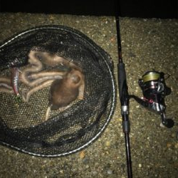 イカはお留守…でも外道のテナガダコGET (^^)/