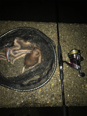 イカはお留守…でも外道のテナガダコGET (^^)/