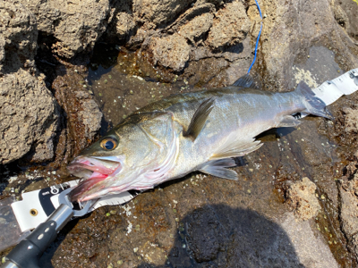 磯マル君 トップでドカン！