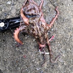 雨上がりオクトパッシング