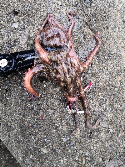 雨上がりオクトパッシング