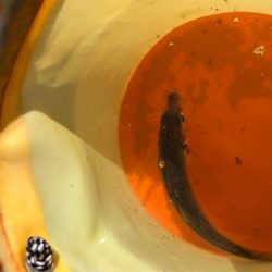 連日短時間アジング