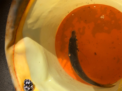 連日短時間アジング