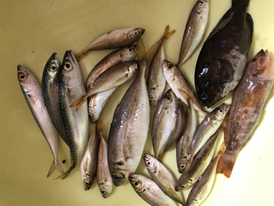 ハマチはまだか、、