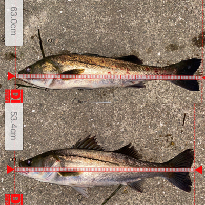 ナイト〜タコ〜マズメ〜ナイト