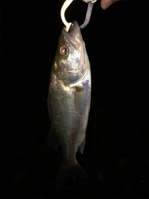 サイズが出ない