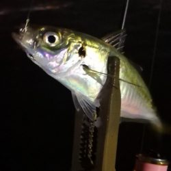 アジング練習 159