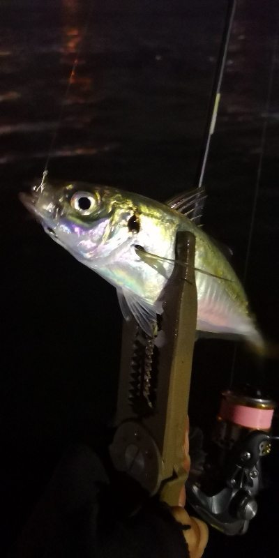 アジング練習 159