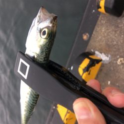 中層にワラワラと。