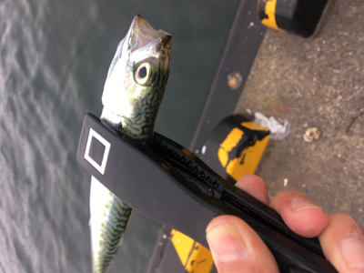 中層にワラワラと。