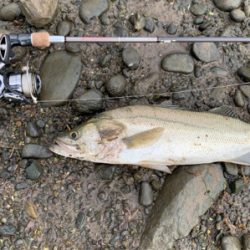 塩分濃度低く濁りが酷い