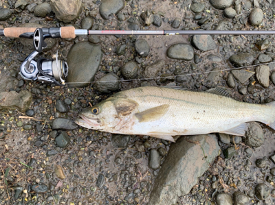 塩分濃度低く濁りが酷い