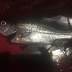 泳がせでハネが三匹