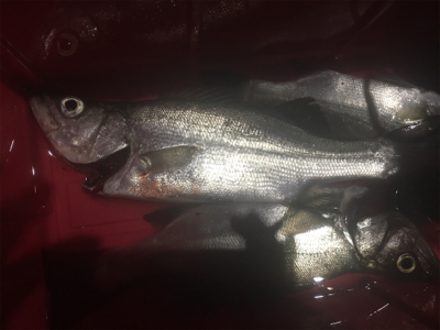 泳がせでハネが三匹