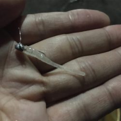 まさに入れ食い