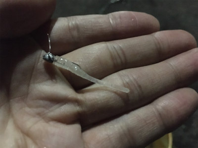 まさに入れ食い