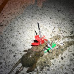 リリースサイズばかり