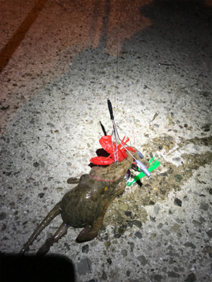 リリースサイズばかり