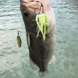 プラグメインで