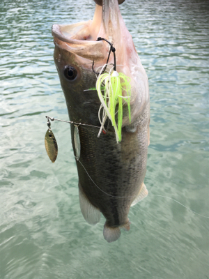 プラグメインで