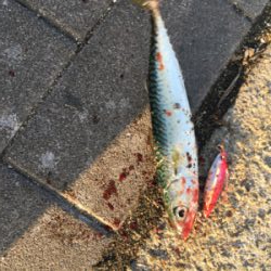 SSJならば小サバ♪珍しくタコ渋く。。。