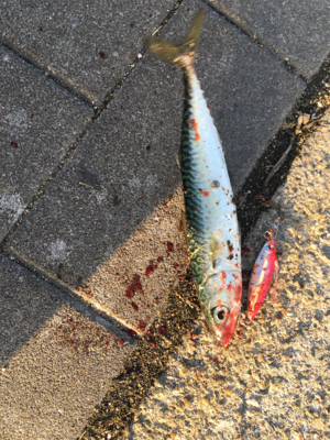 SSJならば小サバ♪珍しくタコ渋く。。。