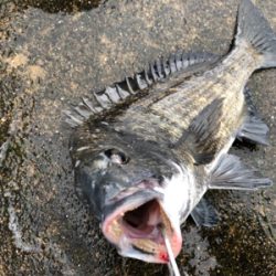 雨の中エビ撒き