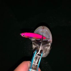 まだまだまだバチシーバス