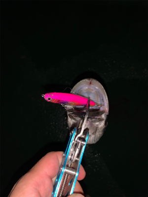 まだまだまだバチシーバス