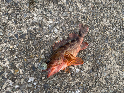 ライトロックフィッシュ