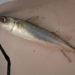 青物は何処へ…