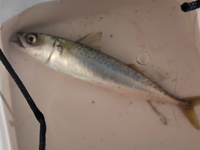 青物は何処へ…