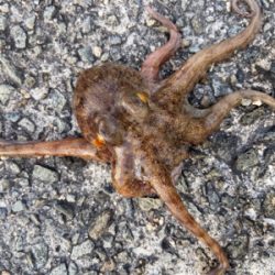 昼までもタコ釣れた^_^♫