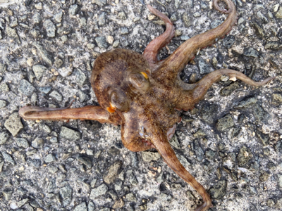 昼までもタコ釣れた^_^♫