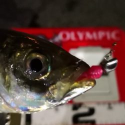 アジング練習 160