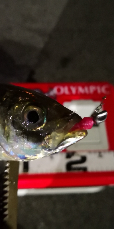 アジング練習 160