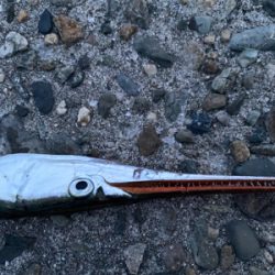 ベイトタックル入魂はダツw