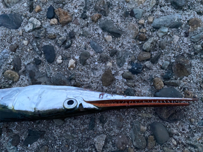 ベイトタックル入魂はダツw